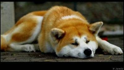 d Hachiko Superameba d