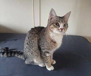 Eine fünf Monate alte Katze, die in einem Zug ausgesetzt wurde, hat eine neue Familie gefunden