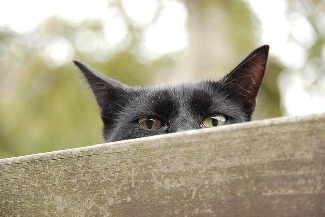Eifersüchtige Katze