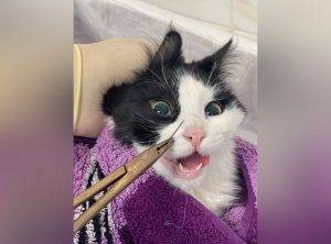 Tierärzte zogen Nadel aus Katze im Avtozavodskiy Bezirk