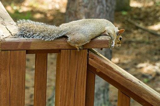relaxed-squirrel-5268240__340.jpg