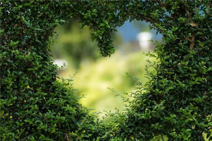 Ein Loch in der Hecke in Form eines Herzens