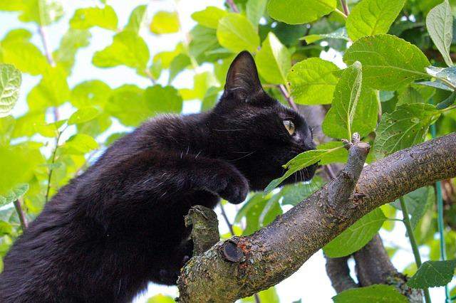 Katzen-Stalking