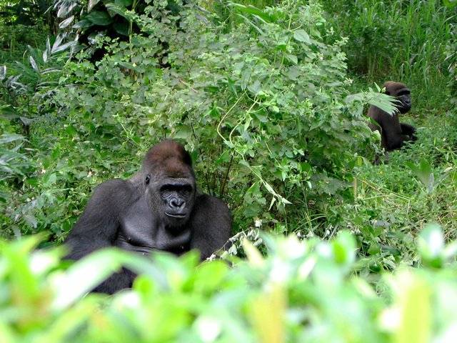 Der schüchterne Gorilla