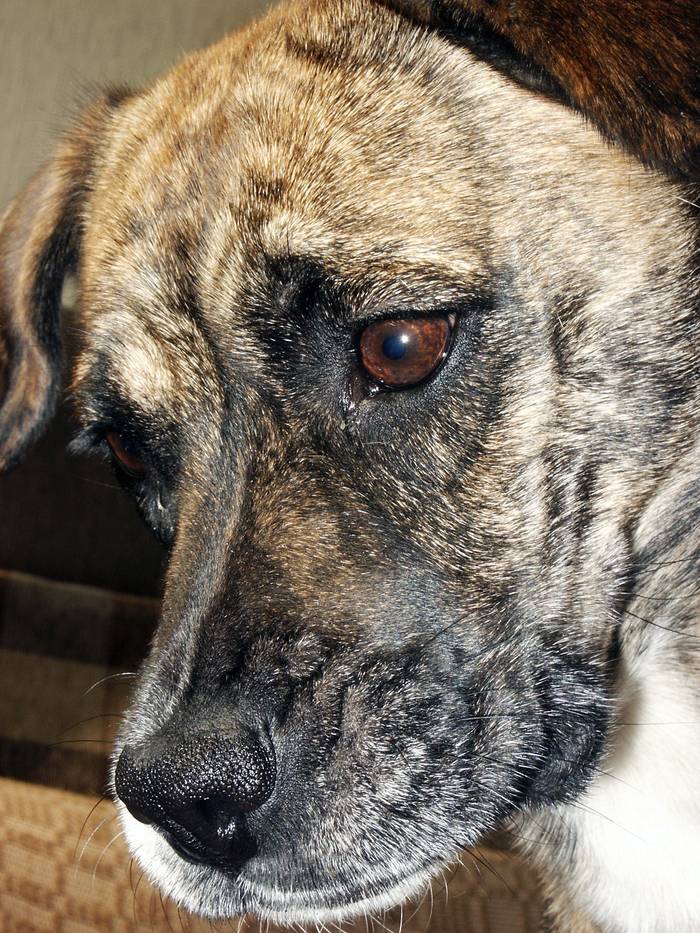 Antwort auf slayer20071 in "An alle, die beschlossen haben, sich (nicht) einen Hund anzuschaffen" Hund, Haustiere, Longpost, Antwort auf post, Tod, Amstaff, Negativ