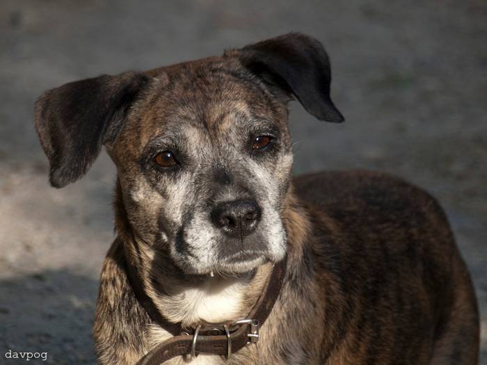 Antwort auf slayer20071 in "An alle, die beschlossen haben, sich (nicht) einen Hund anzuschaffen" Hund, Haustiere, Longpost, Antwort auf Post, Tod, Amstaff, Negativ
