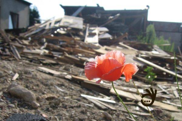 Eine Blume auf den Trümmern